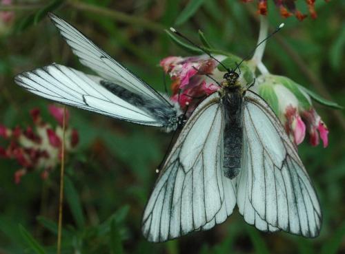 Aporia crataegi
